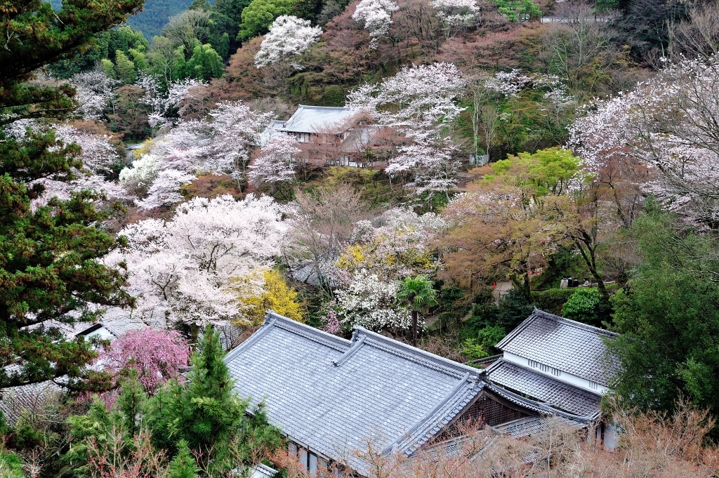 長谷寺