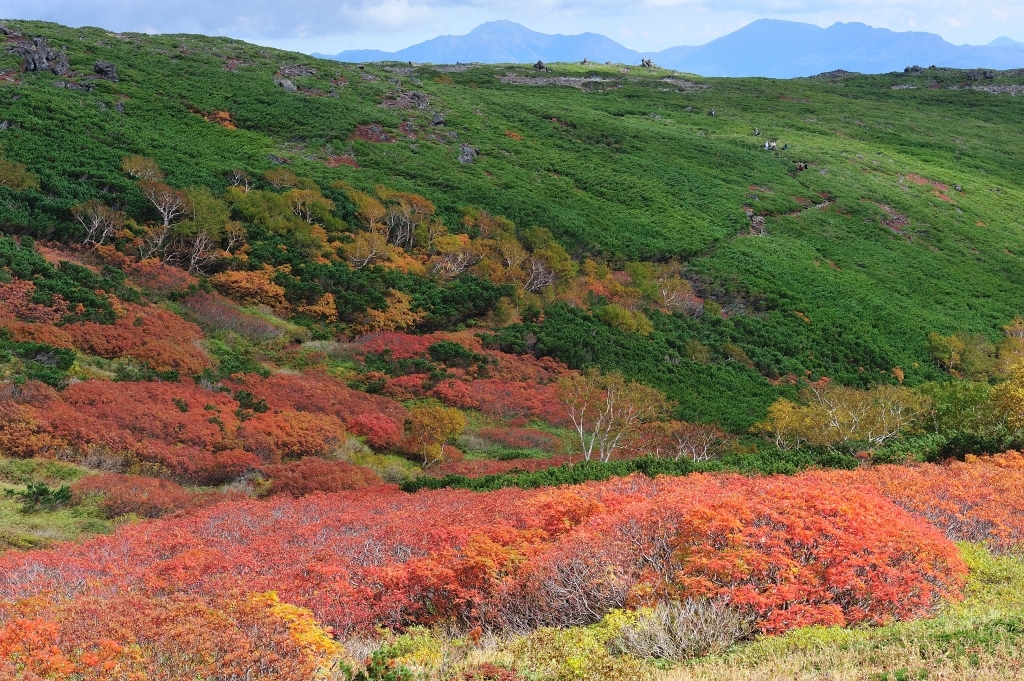 大雪山赤岳第三花園