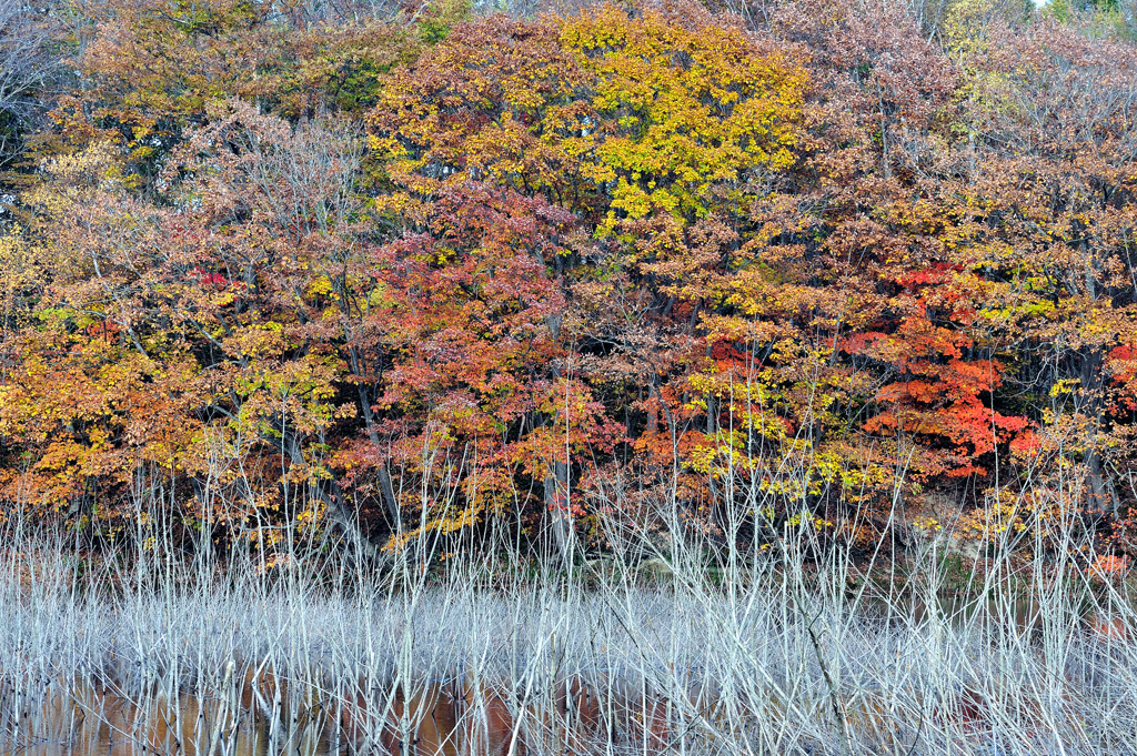 紅葉