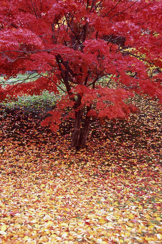 紅葉