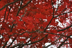 紅葉