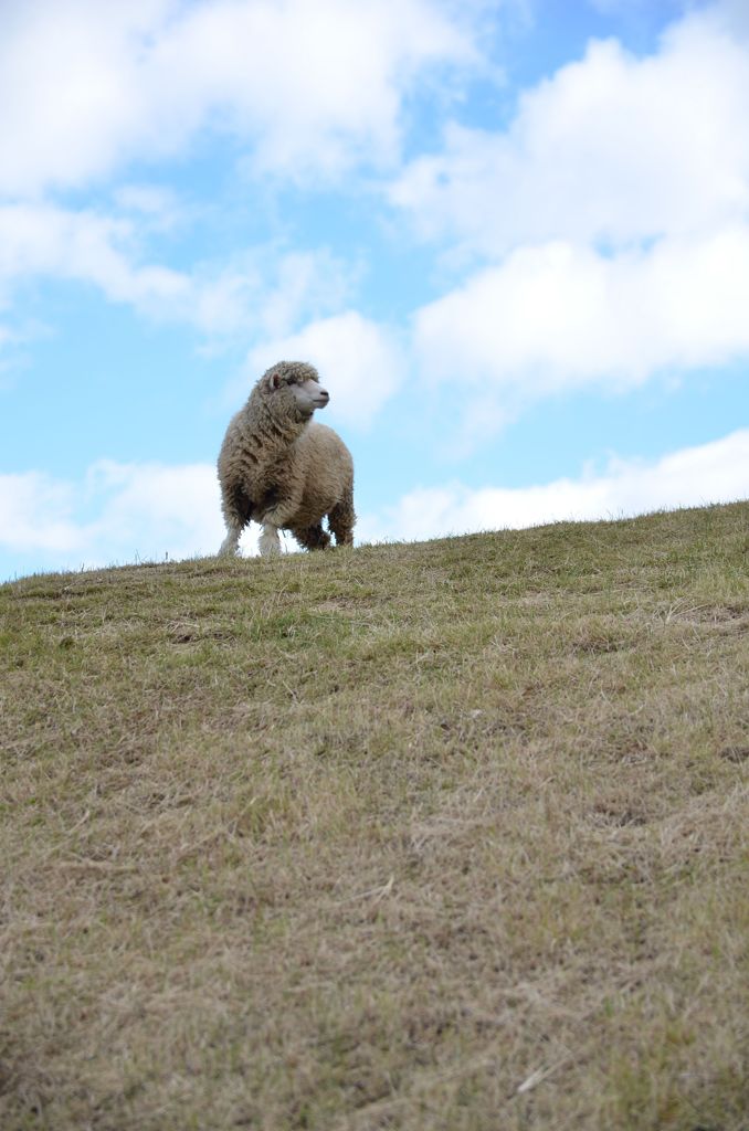 丘の羊
