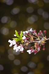 目黒川の桜