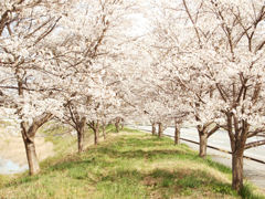 桜道