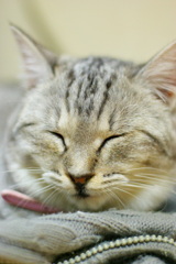 猫、寝る