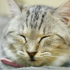 猫、寝る
