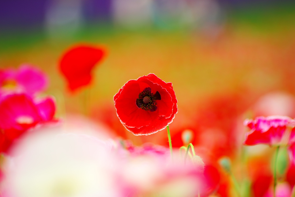 紅、一輪