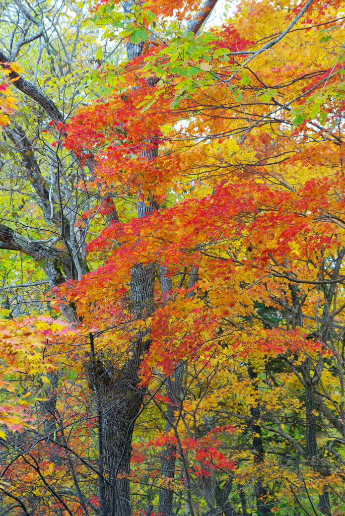 秋、紅葉