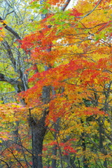 秋、紅葉
