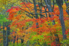 秋、紅葉