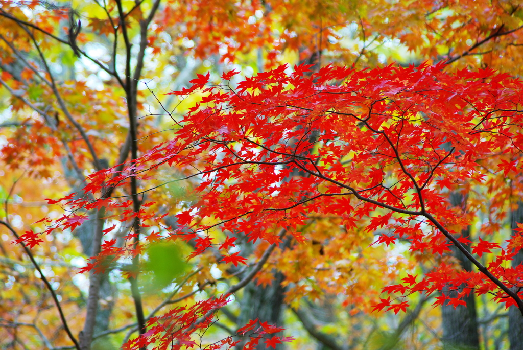 秋、紅葉