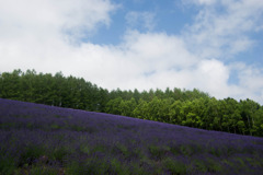 夏、富良野（その１）