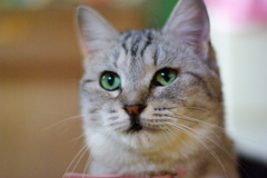 ねこ、見つめる