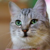 ねこ、見つめる