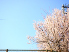 今年最初に見た桜