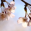 桜咲く