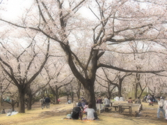 幸せな花見