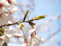 葉桜もすぐそこ