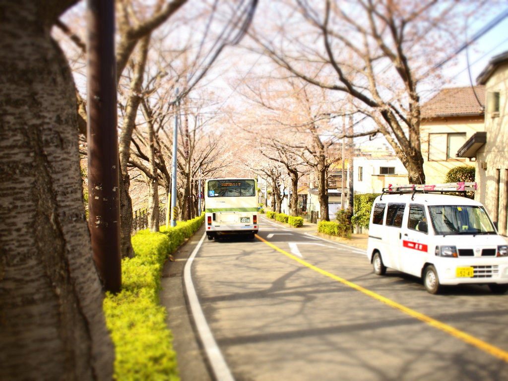 もうすぐ桜舞う路