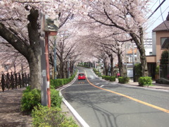 桜舞う通学路