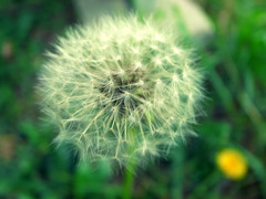 たんぽぽ