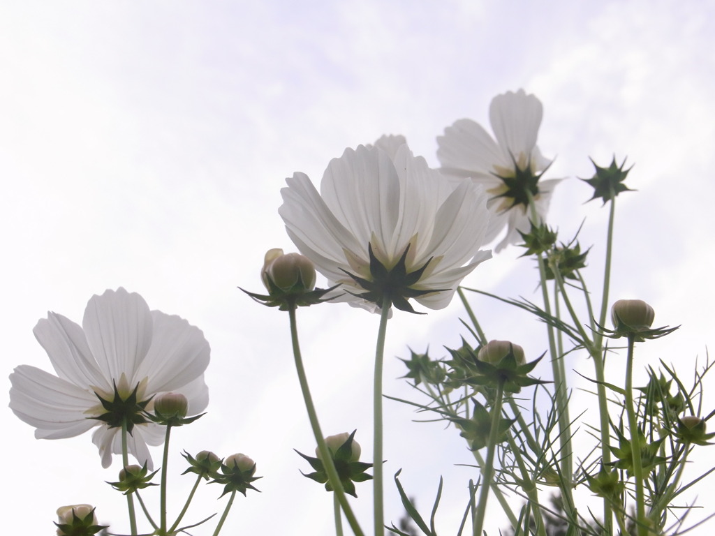 コスモス