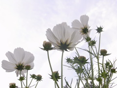 コスモス