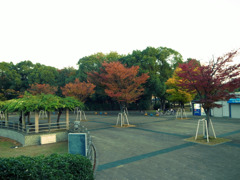 公園の紅葉