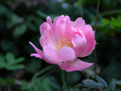 花一輪
