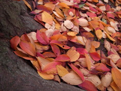 桜紅葉