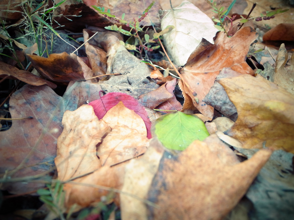 ぬれ落ち葉