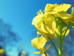 菜の花と空