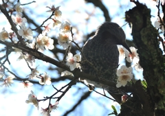 春が近づく