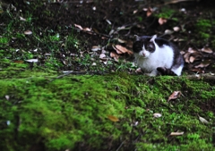 Cat of forest