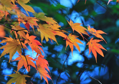 Change Color