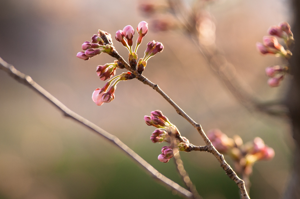 桜待ち遠しい