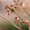 桜待ち遠しい