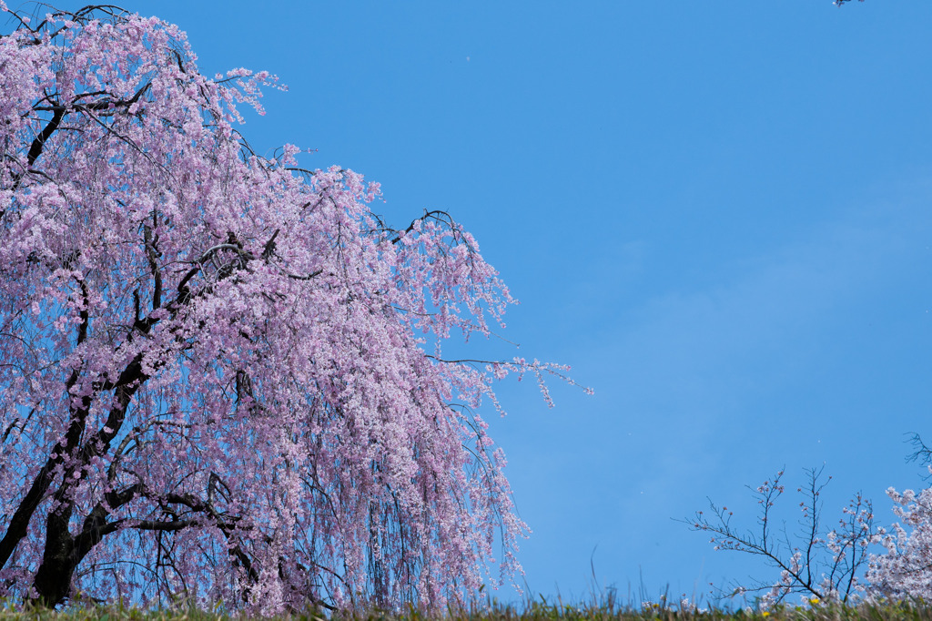 しだれ桜