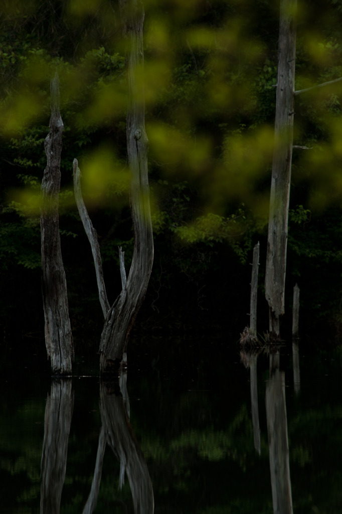 stand in pond