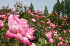 P5090978