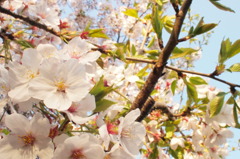 sakura