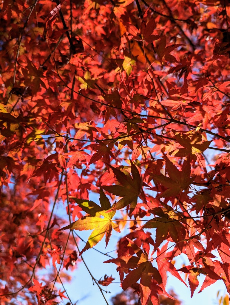 秋