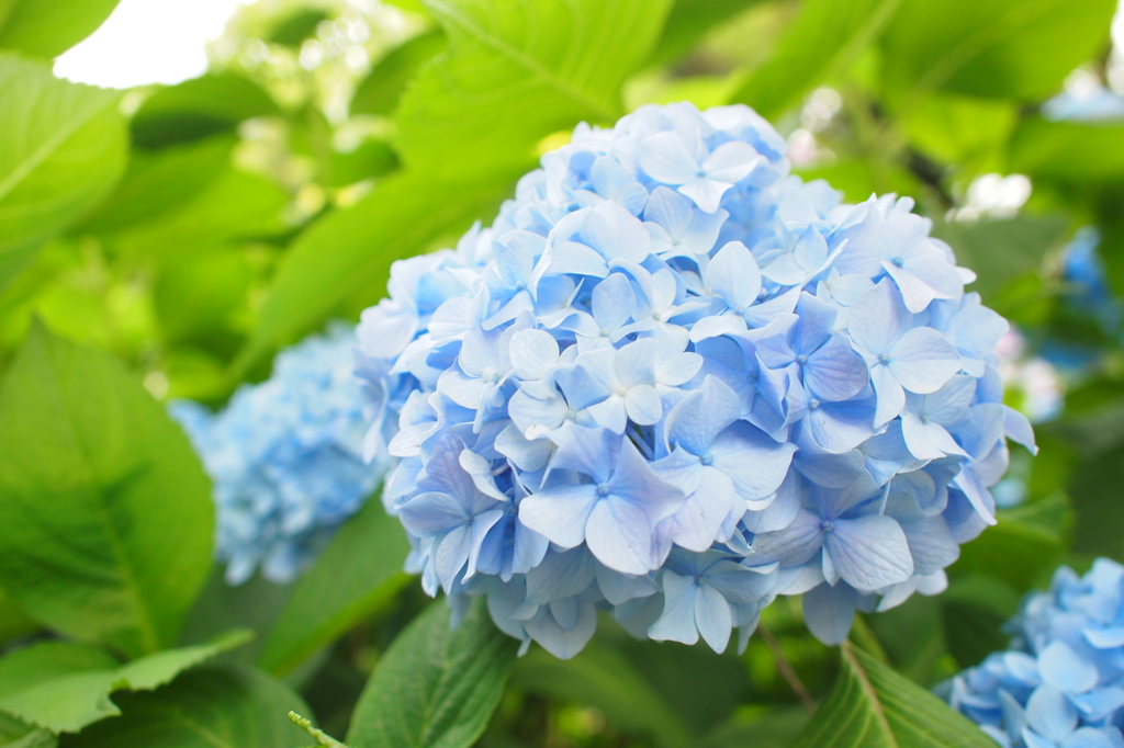 六月の紫陽花