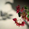 NOKTON 35mm F1.2 試し撮り（F2）