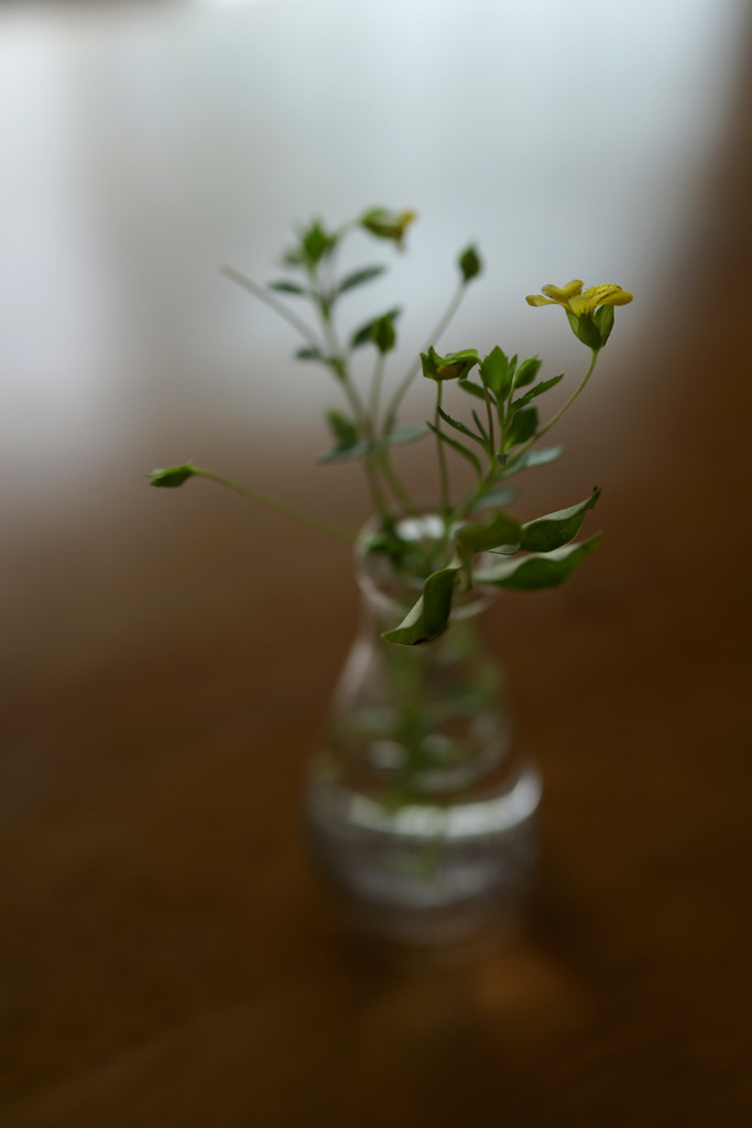 テーブルに華を