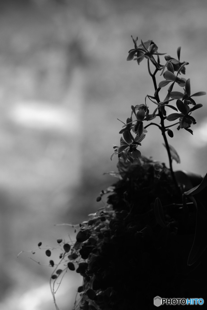 Sonnar 2.8/90 × ACROS