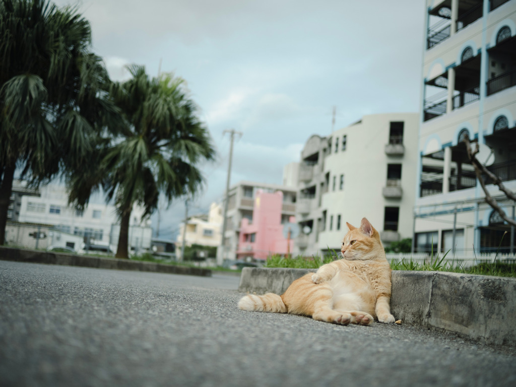 ここの主