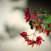 NOKTON 35mm F1.2 試し撮り（開放）