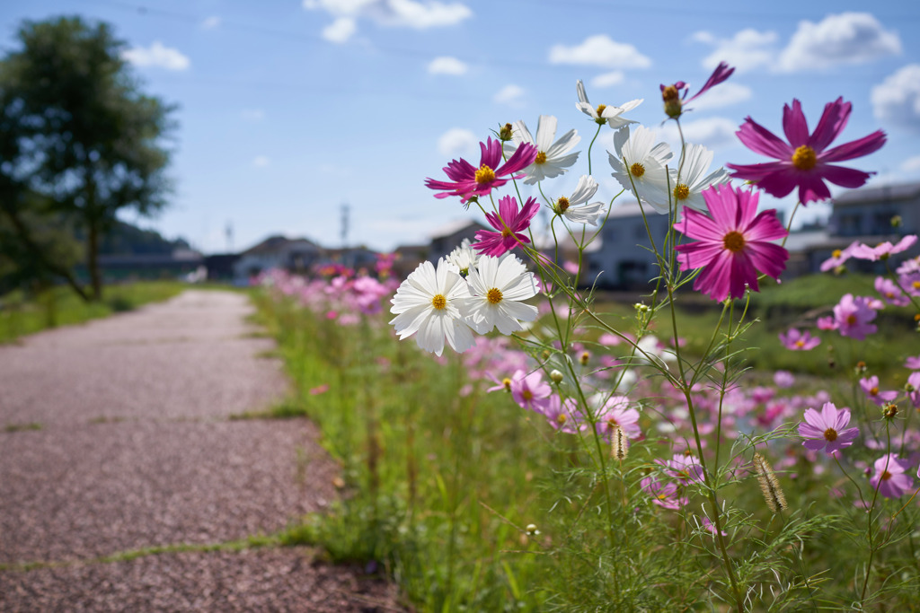 散歩道のコスモス