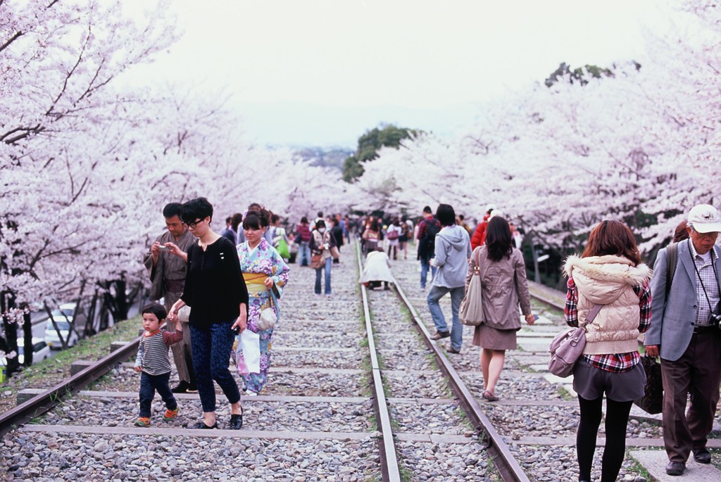Velvia × 桜 